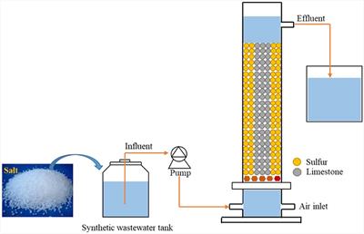 Salinity stress results in ammonium and nitrite accumulation during the elemental sulfur-driven autotrophic denitrification process